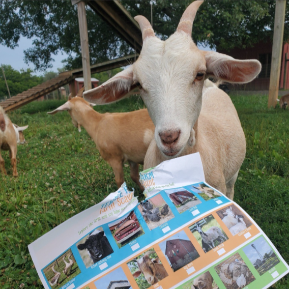 Goat standing near a colorful pamphlet in a grassy area.