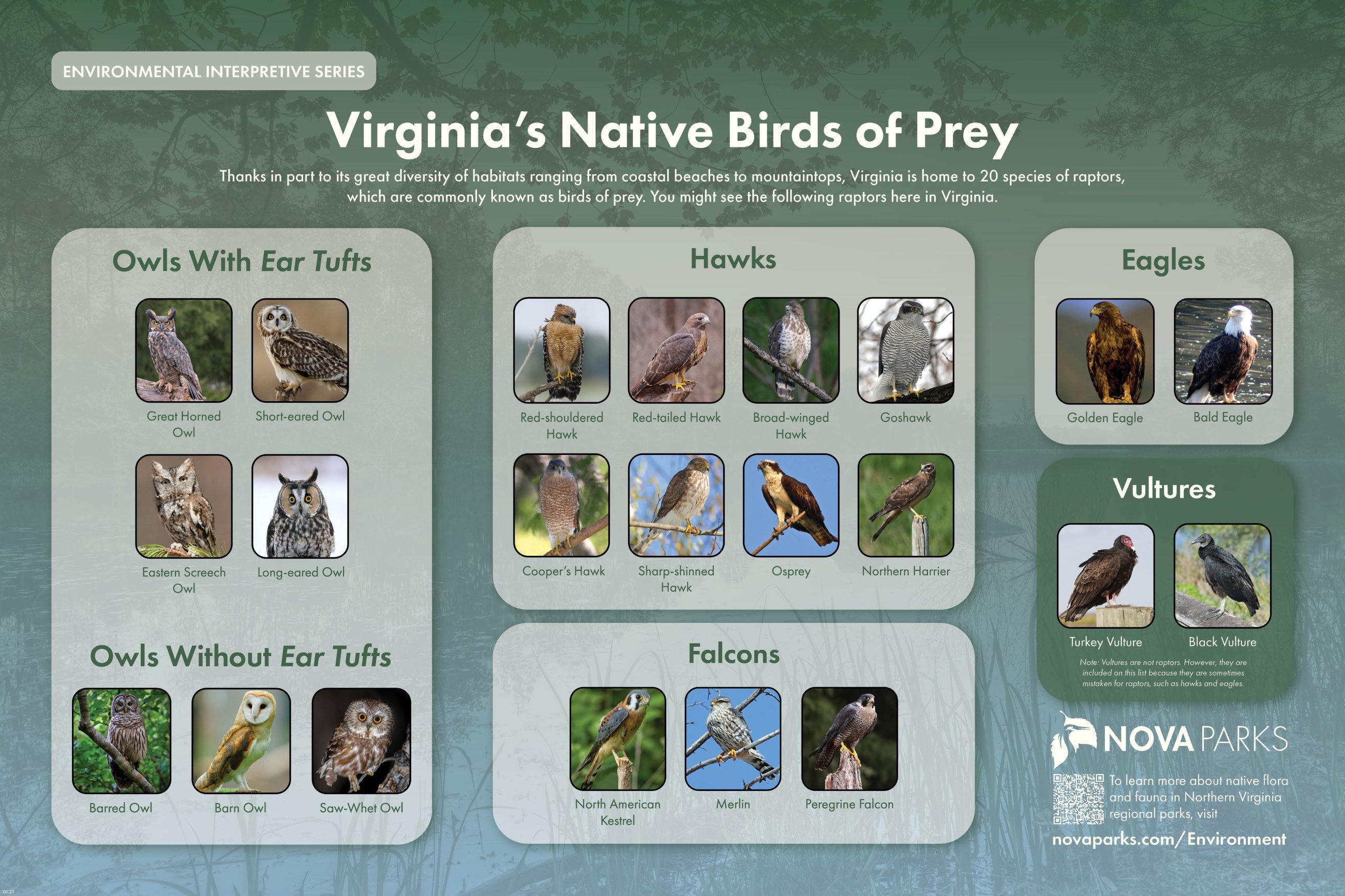 Nature Center Notes: Birds of prey in WNC