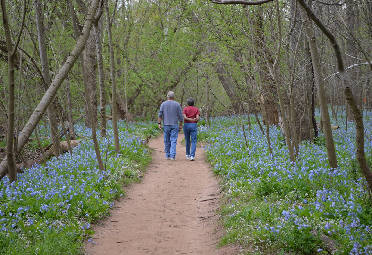 Bluebell Trail | Nova Parks