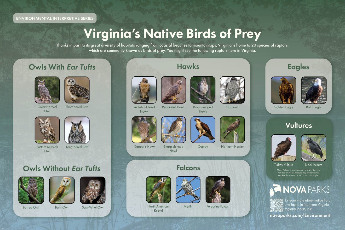 America's Birds of Prey Are Largely Doing OK, With Notable Exceptions - The  Allegheny Front