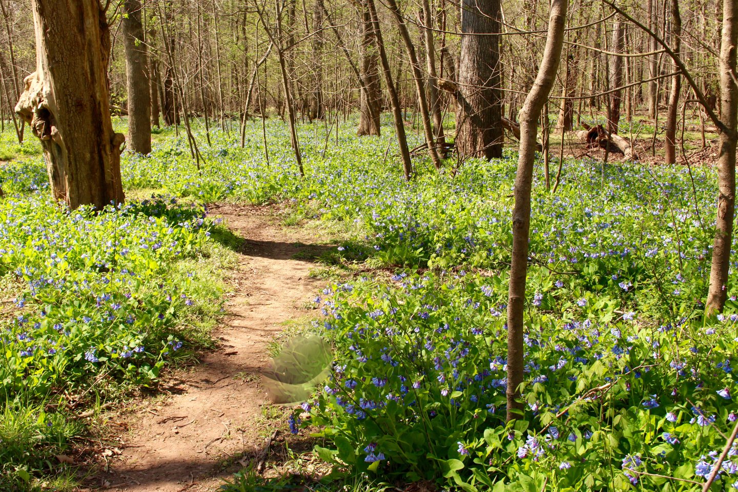 Bluebells Mark the Beginning of Spring at Bull Run Regional Park | Nova ...