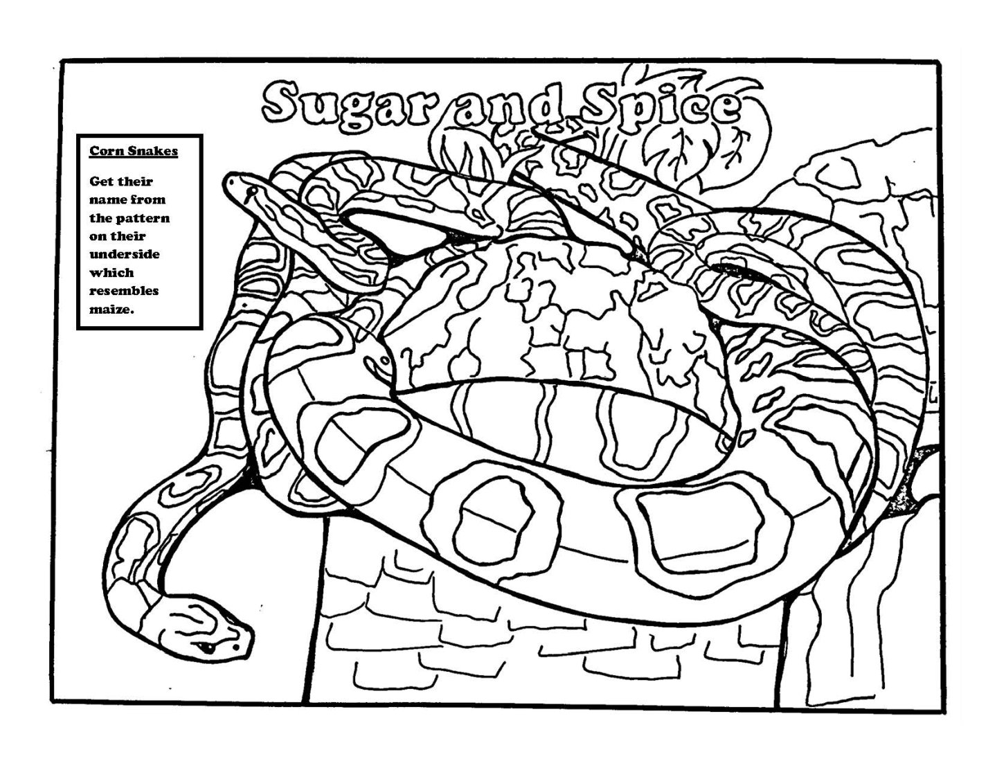 Corn Snake Coloring page Corn Snake Coloring page