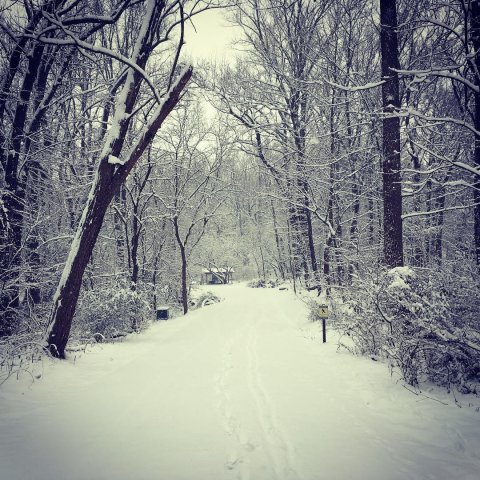 Winter Walk