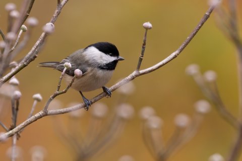 Chickadees